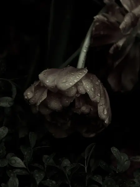 Fleur fanée couverte de gouttes de pluie, plongée dans l’ombre symbole visuel d’un cuir chevelu délaissé, où la circulation et l’innervation, affaiblies par le diabète, ne nourrissent plus les follicules.